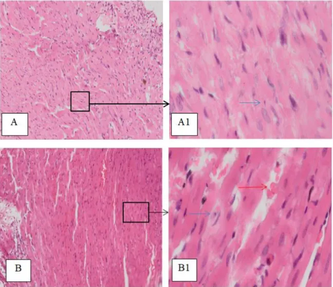 Figure  1.  H&amp;E  stained  sections  of  the  left  ventricular  myocardium  of  control  groups