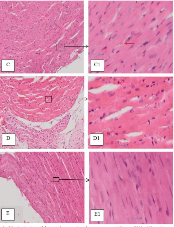 Figure 2. H&amp;E stained sections of left ventricular myocardium of treatment groups