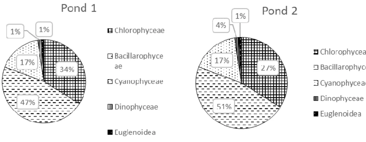 Figure 1. The percentage of phytoplankton composition in ponds 