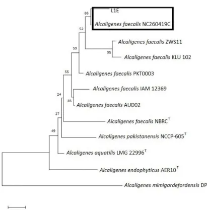 Figure 2. Phylogeny tree showing the relationship between L1E isolates and comparison bacterial strains based on 16S rDNA  sequences.