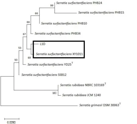 Figure 3. Phylogeny tree showing the relationship between L1D isolates and comparison bacterial strains based on 16S rDNA  sequences 
