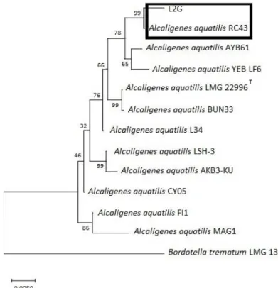 Figure 4. Phylogeny tree showing the relationship between L2G isolates and comparison bacterial strains based on 16S rDNA  sequences 