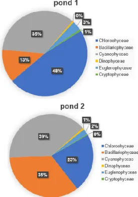 Figure 1. Composition of Phytoplankton  The diversity  index value in the study can be  seen in Table 1
