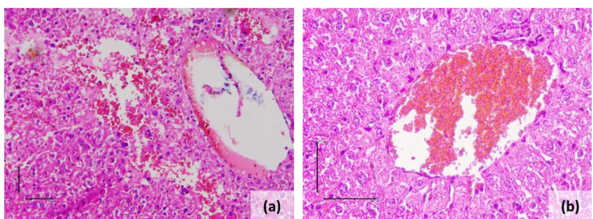 Figure  5  is  a  representative  picture  of  treatment  with dose 2 of  P. macrocarpa extract