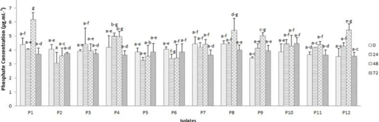 Figure 1. The concentration of dissolved phosphate by bacteria at different incubation times 