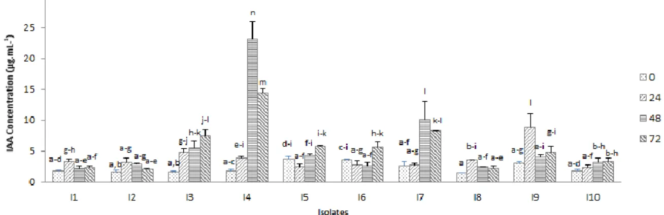 Figure 2. The concentration of IAA hormone production by bacteria at different incubation times 