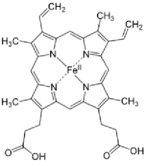 Gambar 2.1 Struktur Hemoglobin 