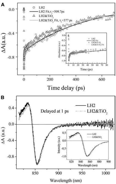 FIGURE 4(A) Bleaching recovery kinetic curves of carotenoid-contain-ing LH2 (Rb. sphaeroides 2.4.1) and the corresponding LH2/TiO2 (0.1 g/L)colloidal solution excited at 400 nm, 0.3 mJ/pulse, and probed at 852 nm;graphic inset shows early time kinetics; (B) time-resolved absorbancedifference absorption spectra of the corresponding LH2 and LH2/TiO2colloidal solution; graphic inset shows the expanded view of the spectra.