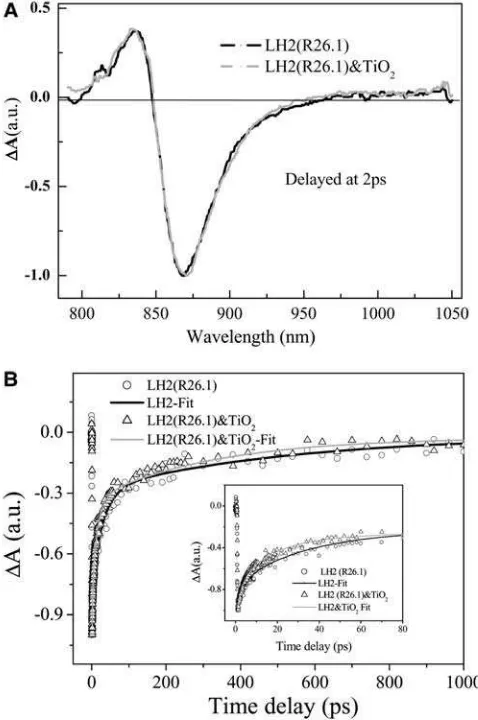 FIGURE 5(A) Time-resolved absorbance difference spectra of carote-noidless LH2 from R26.1 mutant and that of the corresponding LH2/TiO2(0.56 g/L) colloidal solution; (B) the corresponding bleaching recoverykinetics detected at 870 nm; graphic inset shows early time kinetics.