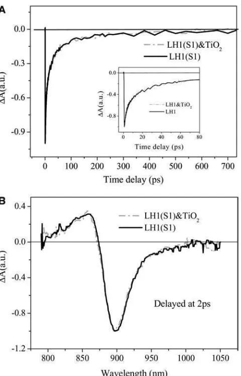 FIGURE 7(A) Bleaching recovery kinetic curves of LH1 (Rs. rubrum S1)and LH1/TiO2 excited at 400 nm and probed at 899 nm