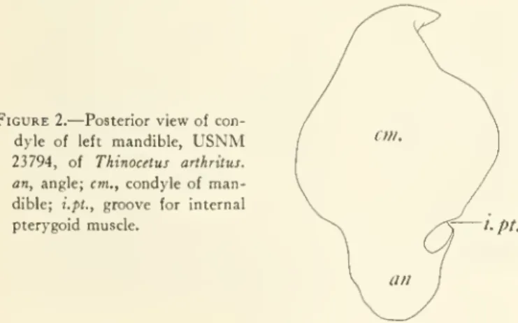 Figure 2. — Posterior view of con- con-dyle of left mandible, USNM