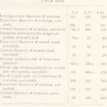Table 21. Measurements {in mm.) of the lumbar vertebrae,