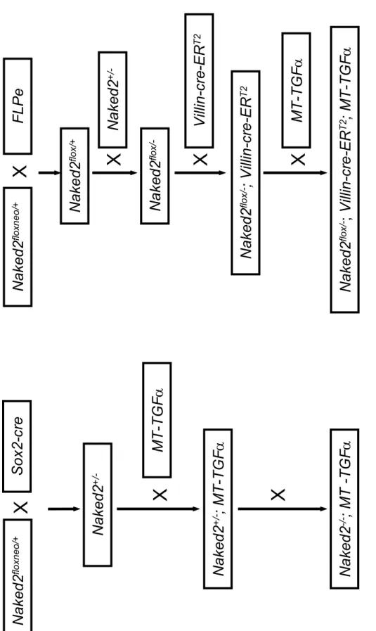 Figure 4.6 Generation of traditional and conditional Naked2 null alleles in mice. 