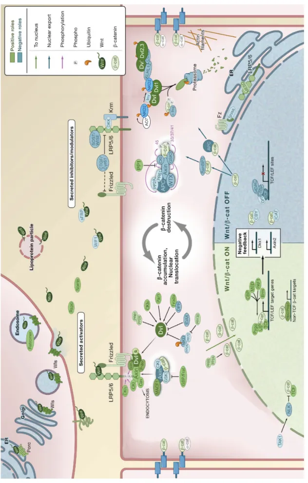 Figure 1.5 Schematic model of canonical Wnt signaling (Adapted from MacDonald, 2007).