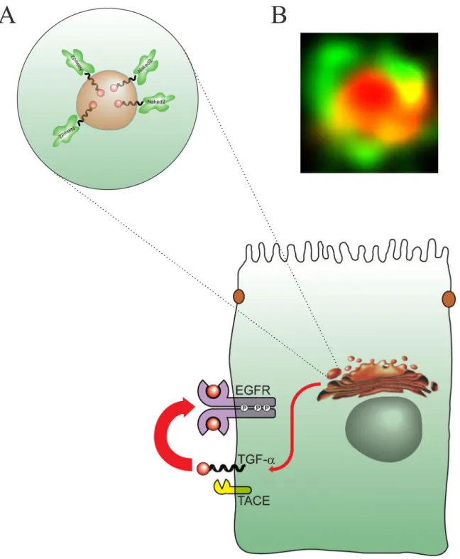 Figure  1.7  TGFa  delivery  by  Naked2-associated  vesicles.  (A)  As  TGF a -containing  vesicles emerge from the trans Golgi network, Naked2 coats and escorts these exocytic  vesicles to the basolateral corner of polarized epithelial cells