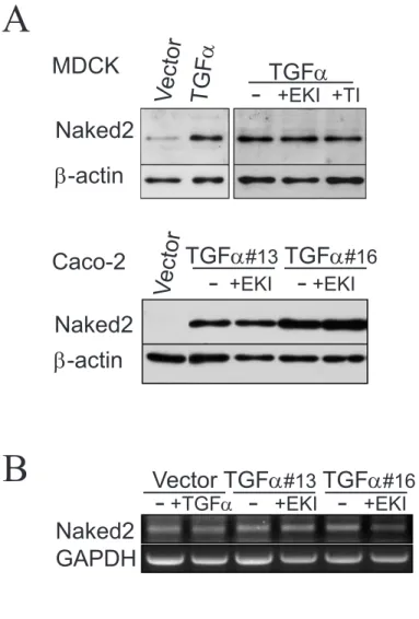Figure 2.3 EGFR-independent upregulation of Naked2. (A) Compared to vec- vec-tor control cells, MDCK cells stably expressing human TGF a  exhibited increased  Naked2 levels