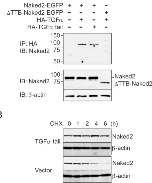 Figure 2.5 A physical interaction between Naked2 and TGF a  is required to  stabilize Naked2 protein
