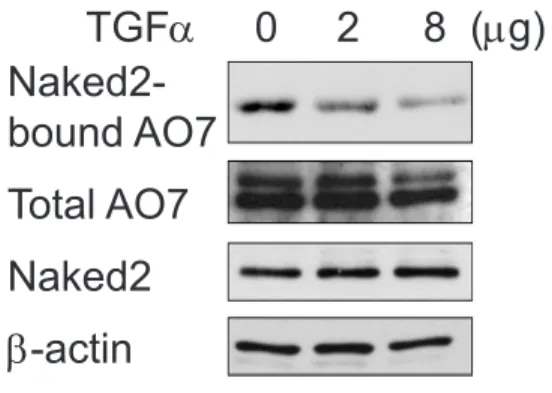 Figure 2.9 Increased TGFa expression reduces AO7 binding to Naked2. 