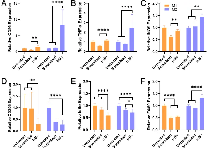 Figure 2.5: RT-PCR was used to examine relative mRNA expression after treatment with scrambled or IκBα  siRNA