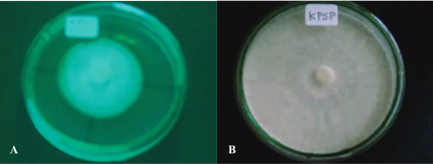 Gambar 1. Perbandingan morfologi miselium isolat 1AM (A) dan KPSP (B) umur 10 hari