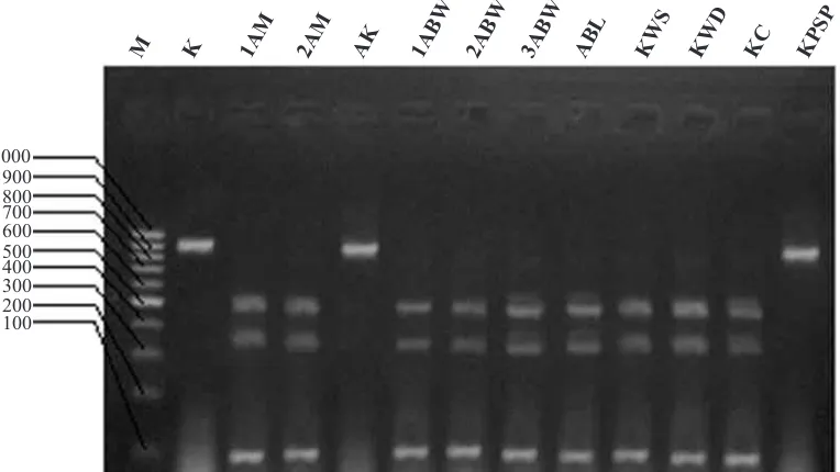 Gambar 5. Pita-pita berukuran 100 pb, 350 pb, dan 450 pb (1AM, 2AM, 1ABW, 2ABW, 3ABW, ABL, KWS, KWD, dan KC); 900 pb (AK dan KPSP) hasil restriksi produk PCR dengan enzim MspI;K adalah kontrol produk PCR tanpa pemotongan