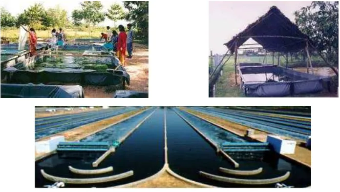 Gambar 4 . Contoh Kolam Terbuka untuk Kultivasi Spirulina : 20 m2 menghasilkan 200 g  Spirulina kering per hari, cukup untuk suplemen nutrisi 150 anak 