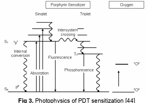Fig 3. Photophysics of PDT sensitization [44] 