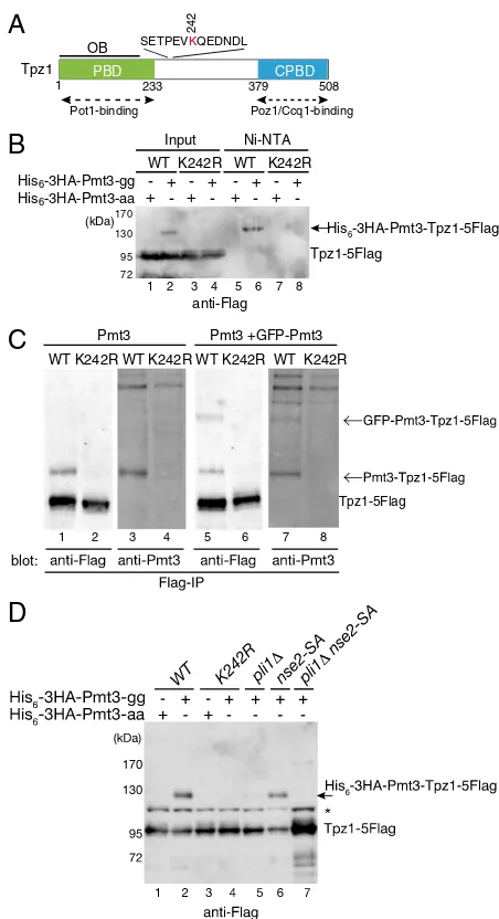 Fig. 1.Tpz1 is SUMOylated at K242 in a manner dependent on the SUMOligase Pli1. Hiscells and then purified with Ni-NTA under denatured conditions