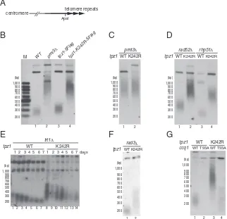 Fig. 2.Tpz1 SUMOylation is required for telomer-Telomere length analyses of various fission yeaststrains with indicated genotypes