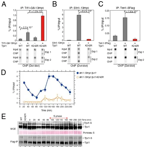 Fig. 4.SUMOylation-dependent Tpz1shortening. (–Stn1 interaction promotes telomereA) Tpz1-K242R mutation weakens the interaction betweenTpz1 and Stn1-Ten1, detected by a yeast three-hybrid assay