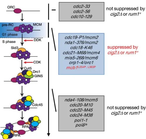 FIGURE 9. Typical suppression of pre-RC mutants by CDK modulation.cdc18-K46Many mutants of the pre-RC genes, such as cdc19-P1/mcm2, nda1-376/mcm2,, cdc21-M68/mcm4, mis5-268/mcm6, and orp1–4/orc1, can be sup-pressed specifically by modulation of CDK activit