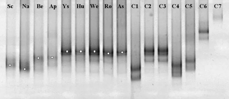 Fig. 2. PCR-TTGE analysis of ammonia-oxidising bacteria like 16S rDNA fragment from Scots pine forest soils