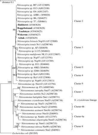 Fig. 3. Neighbour-joining tree of partial 16S rDNA sequences (427 informative positions) recovered from ﬁve forest soil samples (in bold) usingCTO primers, showing the similarity between the retrieved sequences and their placement inused by Koops et al