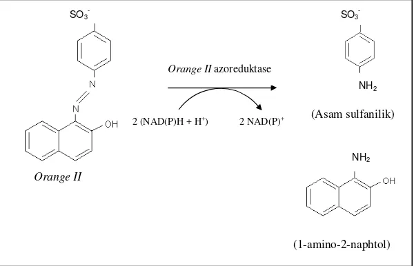 Gambar 1. Reduksi Acid Orange 7 (Zimmermann et al., 1982) 