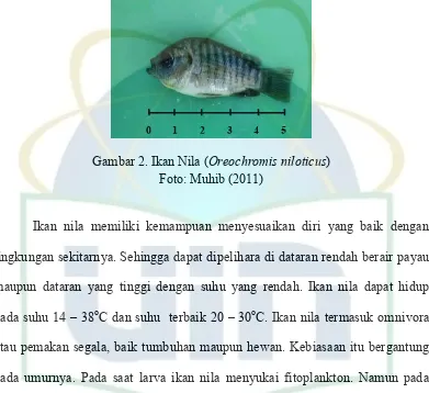 Gambar 2. Ikan Nila (Oreochromis niloticus)