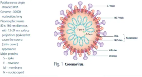 Gambar 1. Struktur Coronavirus 13 