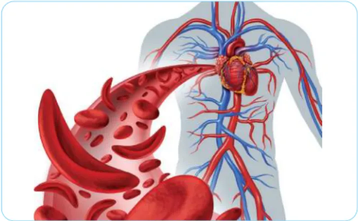 Gambar 2.17 memperlihatkan organ-organ sistem  peredaran darah, yang terdiri dari jantung, pembuluh  darah, dan darah.