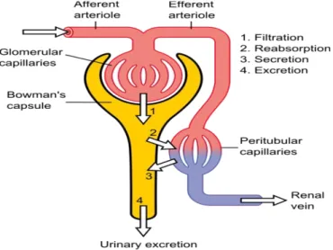 Gambar 2. Proses Dasar pada Ginjal 4 Ekskresi Urin dan Klirens Plasma