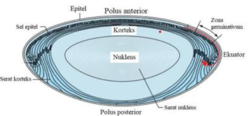 Gambar 2.2. Potongan Melintang Lensa 