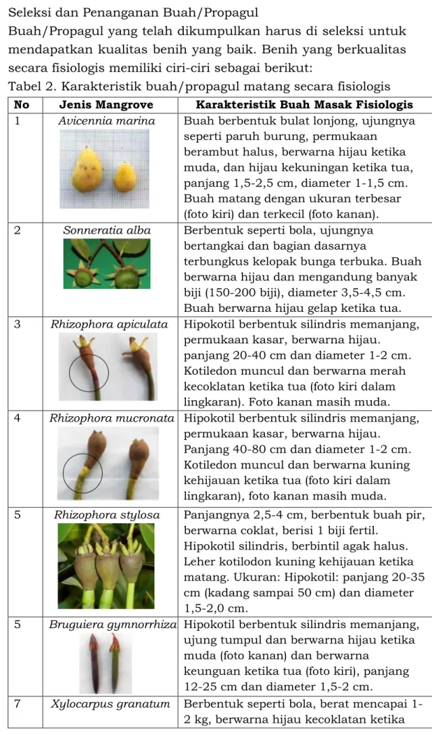 Tabel 2. Karakteristik buah/propagul matang secara fisiologis  No  Jenis Mangrove  Karakteristik Buah Masak Fisiologis  1  Avicennia marina  Buah berbentuk bulat lonjong, ujungnya 