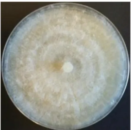 Gambar 2.  Koloni Rhizoctonia solani pada media potato dextrose agar  Sumber: author, tahun terbit 