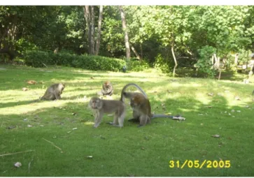 Gambar 5.9. Jantan dominan sedang mengawini betina pada monyet ekor  panjang (Macaca fascicularis) 