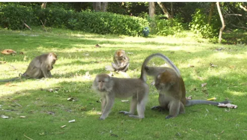 Gambar 6.10. Genus Macaca, primata yang hidup secara sosial 