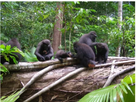 Gambar 1.1.  Monyet hitam Sulawesi (Macaca nigra) di tengah ekosistem  hutan tropis 