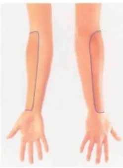 Fig. 17 The approximate area within which sensory changes may be found in lesions of the musculocutaneous nerve