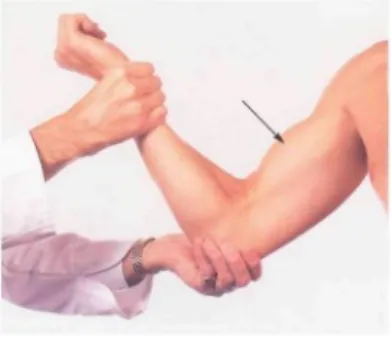 Fig. 18 Biceps (Muscuiocutaneous nerve; C5, C6) The patient is flexing the supinated forearm against resistance.