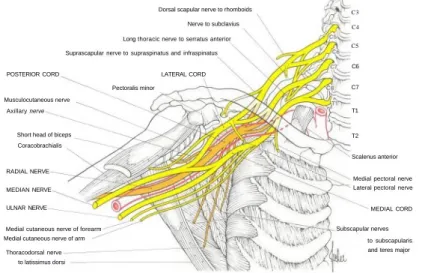 Fig. 3 Diagram of the brachial plexus, its branches and the muscles which they supply.