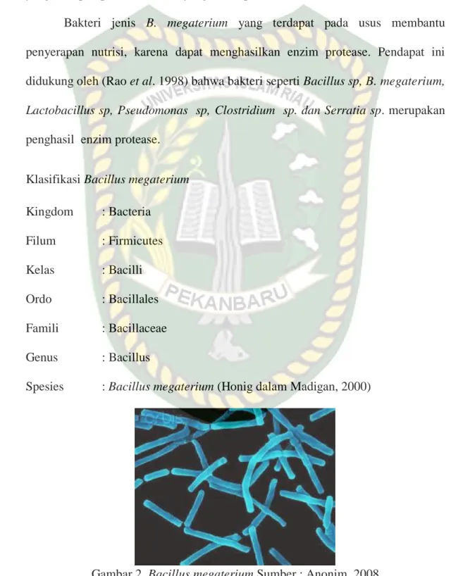 Gambar 2. Bacillus megaterium Sumber : Anonim, 2008 