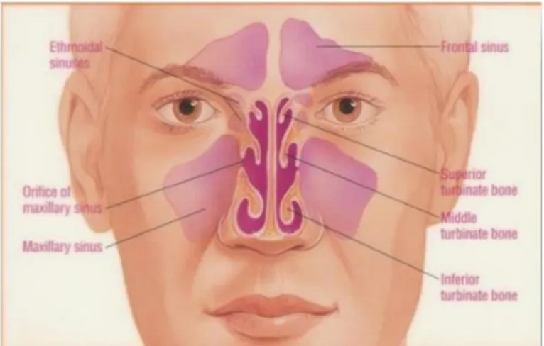 Gambar 5. Sinus Paranasal  2.3.2.1 Sinus Frontalis 
