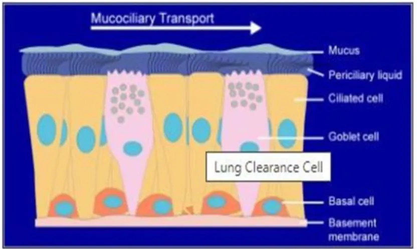 Gambar 13. Transport Mukosiliar 